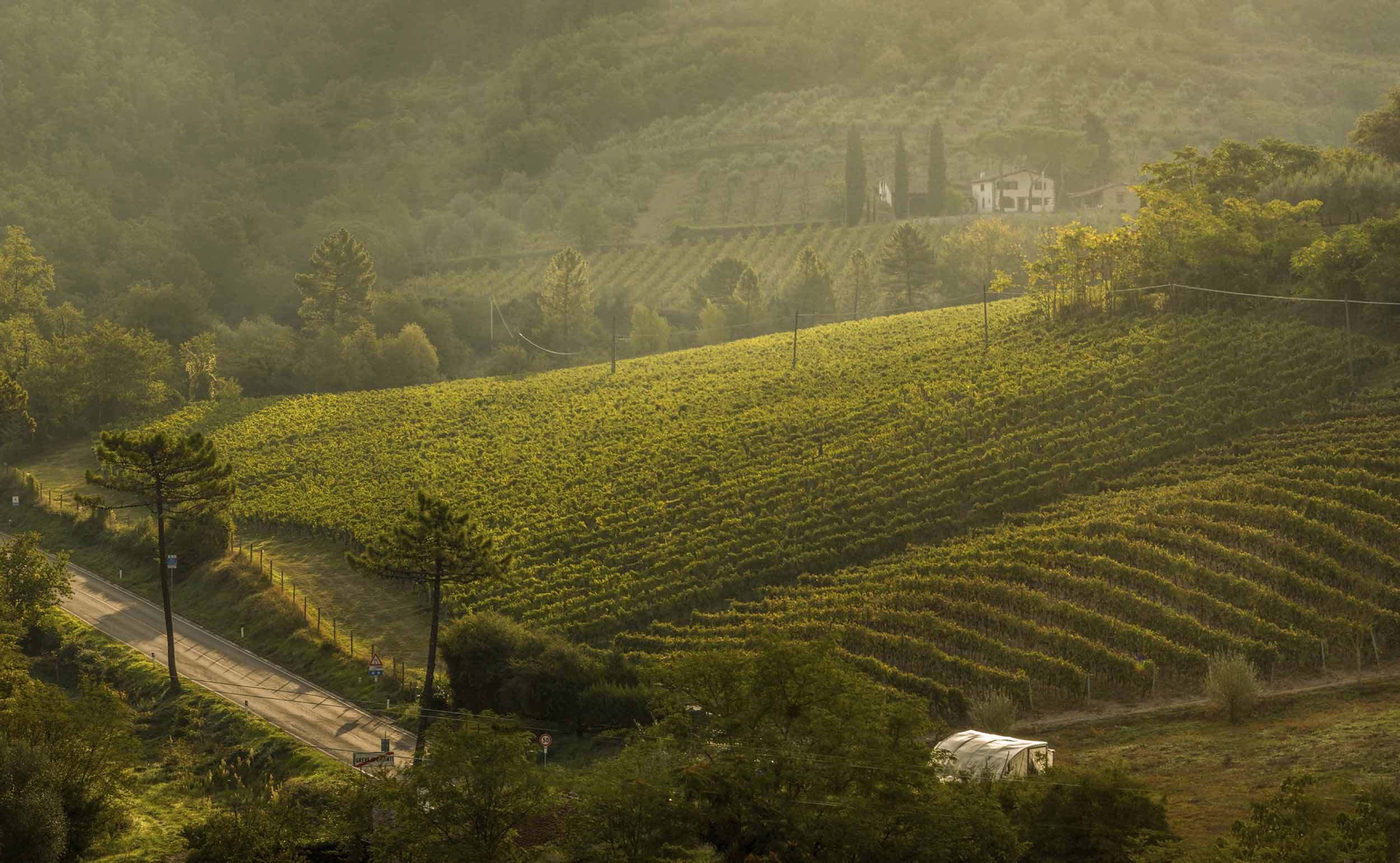 mquvee-wineyard (1)